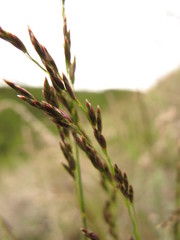 Poa glauca