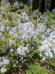 Ceanothus parvifolius