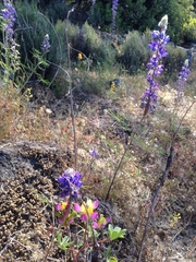 Lupinus benthamii