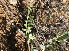 Oxytropis lagopus