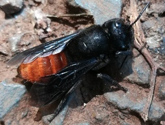 Gronoceras cinctum