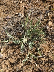 Oxytropis lagopus