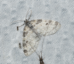 Lobophora nivigerata