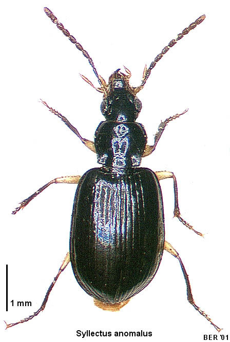Syllectus