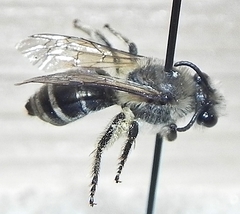 Colletes validus