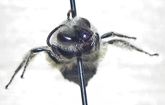 Colletes validus