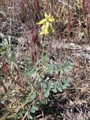 Astragalus collinus