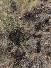 Thomomys talpoides