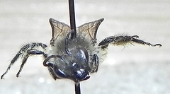 Colletes validus