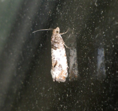 Notocelia trimaculana