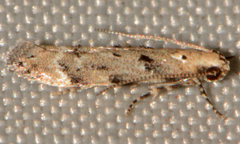 Coleotechnites coniferella