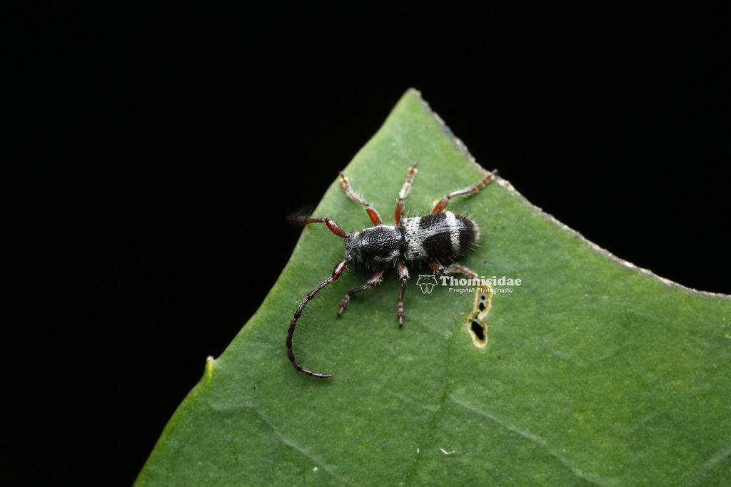 Microleropsis