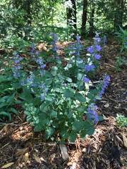 Nepeta racemosa racemosa