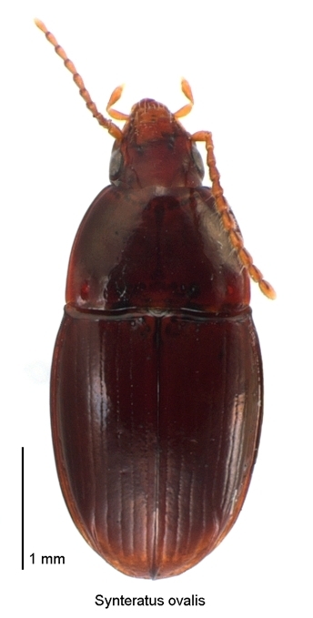 Synteratus