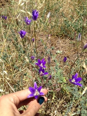 Brodiaea