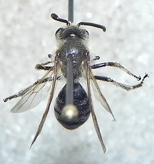 Andrena crataegi