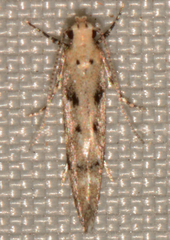 Coleotechnites coniferella