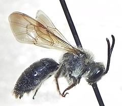Andrena crataegi