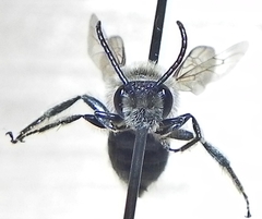 Andrena crataegi
