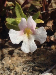 Erythranthe erubescens