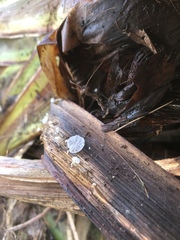 Gloiocephala phormiorum