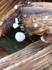 Gloiocephala phormiorum