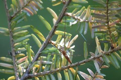Tetragnatha versicolor