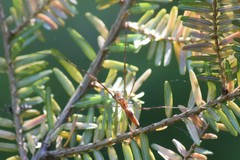 Tetragnatha versicolor