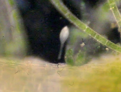 Lacrymaria olor