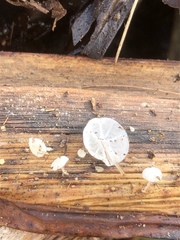 Gloiocephala phormiorum