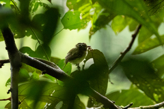 Lophotriccus vitiosus
