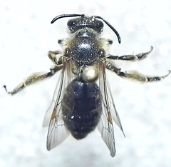 Andrena ceanothi