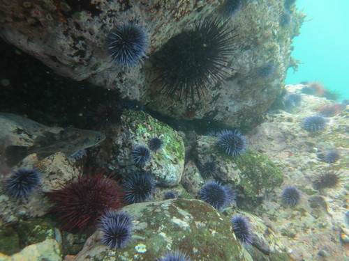 Sebastes mystinus