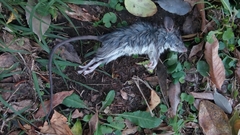 Rattus