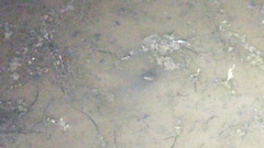 Amphiuma tridactylum