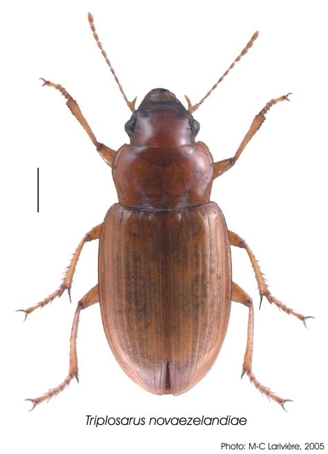 Triplosarus novaezelandiae