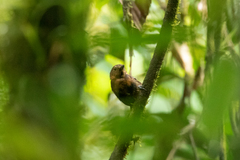 Cercomacroides serva