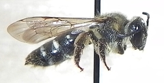 Andrena ceanothi