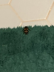 Nicrophorus orbicollis