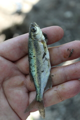 Richardsonius balteatus