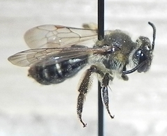 Andrena ceanothi