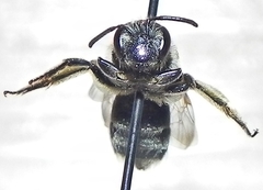 Andrena ceanothi