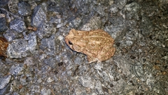 Anaxyrus americanus charlesmithi
