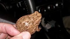 Anaxyrus americanus charlesmithi