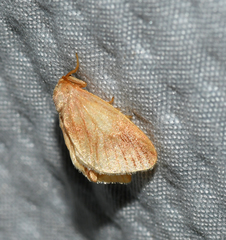 Tortricidia testacea