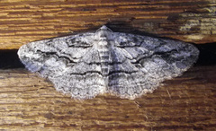 Stenoporpia excelsaria