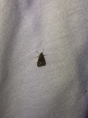Aglossa pinguinalis