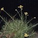 Helichrysum litoreum - Photo (c) David Renoult, algunos derechos reservados (CC BY-NC), subido por David Renoult