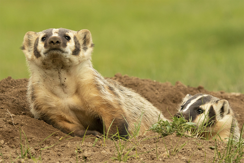 American Badger photographed in South Dakota