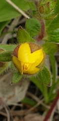 Potentilla stolonifera